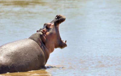 Data driven decision making and the extermination of all HiPPO’s.