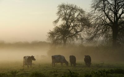 When milk production flows steadily, year-round