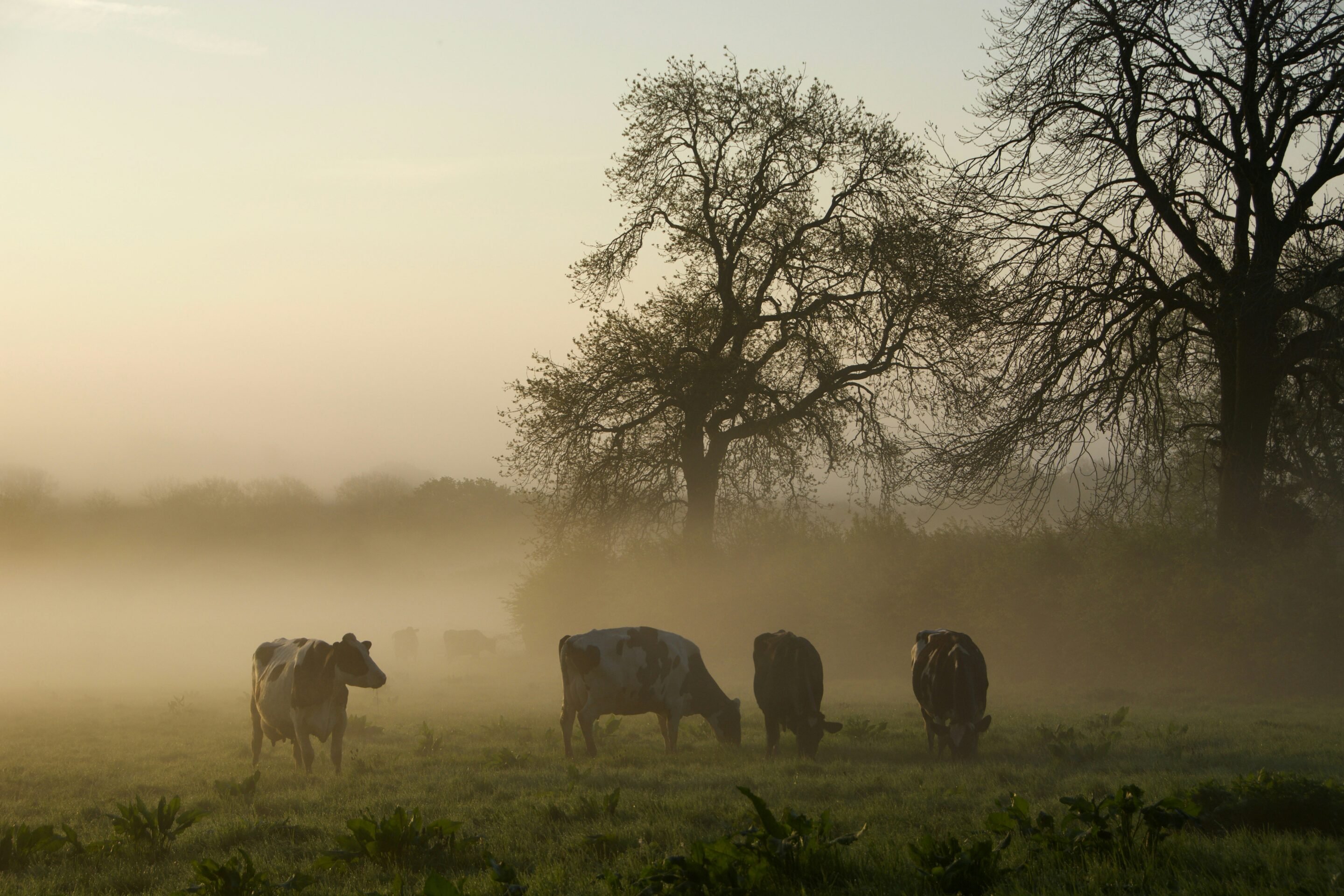 Four brown cattles surrounded by fog