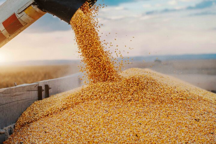 Corn kernels being poured from a chute into a large pile in a rural landscape at sunset.
