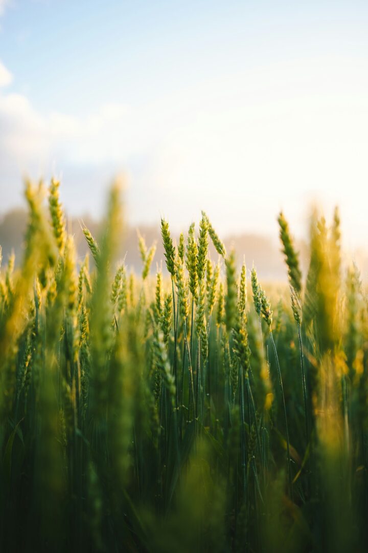 Close-up of a wheat field under a bright sky, with sunlight illuminating the green stalks.
